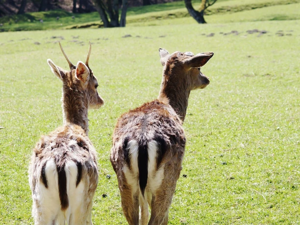 Wildpark Völlinghausen