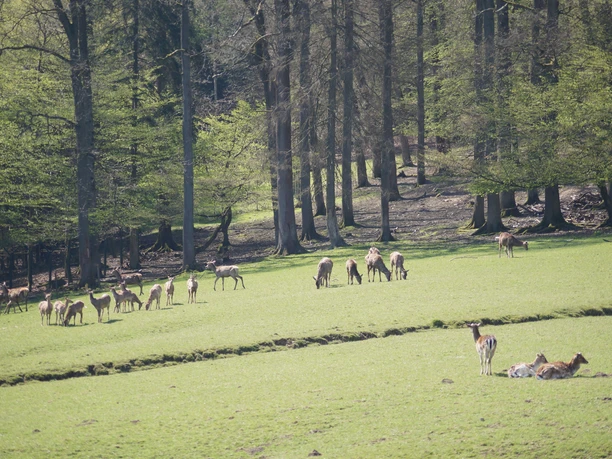 Wildpark Völlinghausen