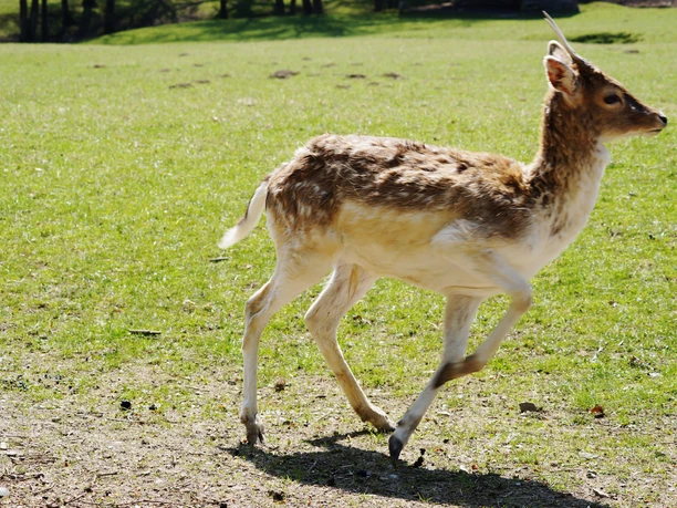 Wildpark Völlinghausen