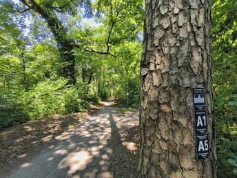 Ein schattiger Waldweg im Hövelhofer Forst, gesäumt von Bäumen, lädt zum Wandern ein.