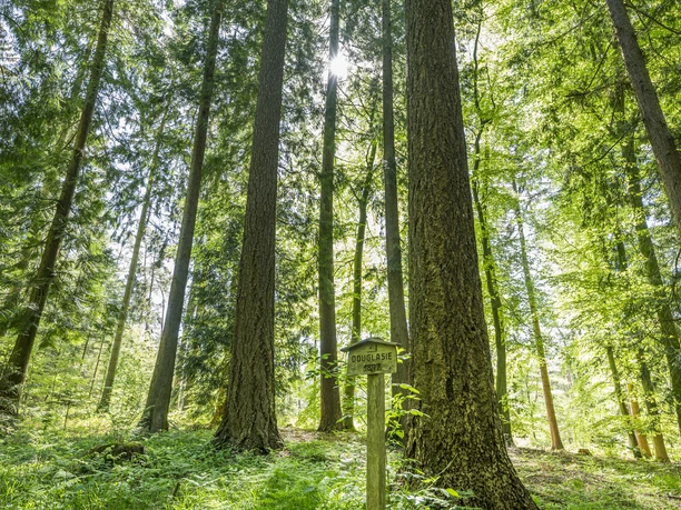 Buchwedel skov natursti Buchwedel skov natursti