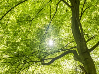 Buchwedel forest nature trail Waldlehrpfad BuchwedelBuchwedel forest nature trailSentier forestier éducatif BuchwedelBuchwedel bos natuurpadBuchwedel skov natursti