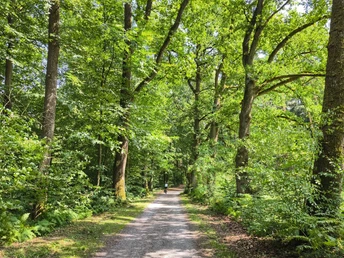 Hövelhofer Forst Grüner Waldweg im Hövelhofer Forst, gesäumt von hohen Bäumen und leuchtendem Laub.