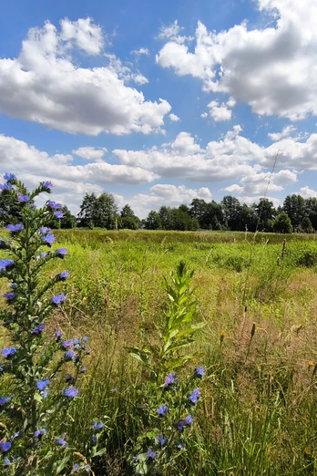 Blick über eine weite Wiesenlandschaft in Hövelhof, umgeben von Bäumen und mit blauem Himmel.
