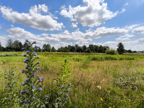 Rückhaltebecken in Hövelhof Blick über eine weite Wiesenlandschaft in Hövelhof, umgeben von Bäumen und mit blauem Himmel.