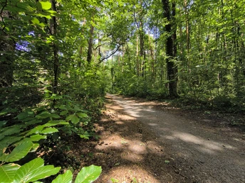 Waldweg in Hövelhof, umgeben von dichtem Laub und grünem Blätterdach unter blauem Himmel.