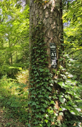 Wanderwege im Hövelhofer Forst Sonnendurchfluteter Wanderweg im Hövelhofer Forst, gesäumt von hohen, dicht belaubten Bäumen.