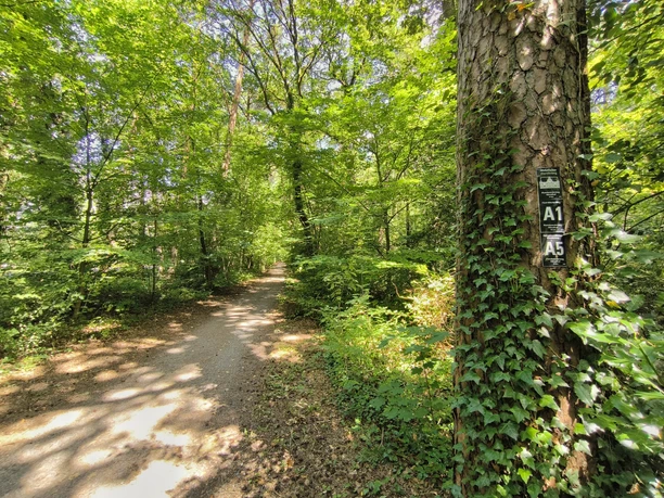 Wanderwege im Hövelhofer Forst Sonnendurchfluteter Wanderweg im Hövelhofer Forst, gesäumt von hohen, dicht belaubten Bäumen.