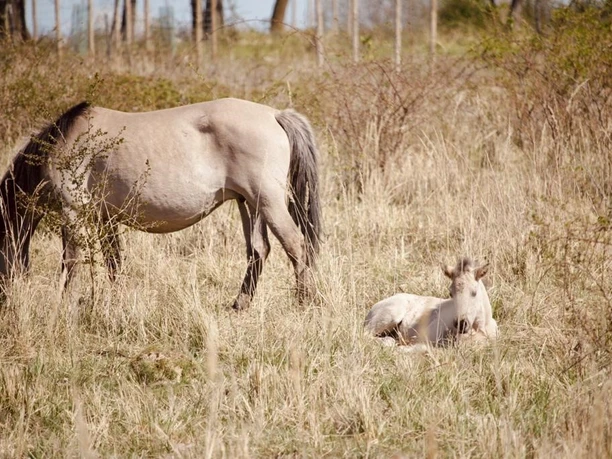 Pferd mit Fohlen Kleiberg