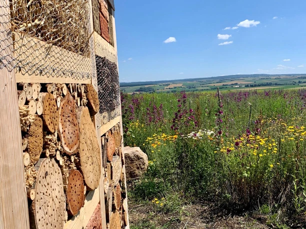 Bluehflaeche Hofgeismar Kelze