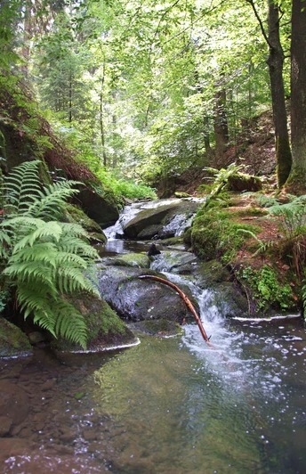 Silberbachtal W. Peters