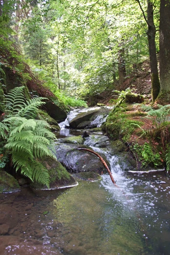 Silberbachtal W. Peters