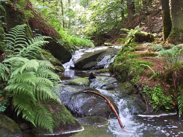 Silberbachtal W. Peters