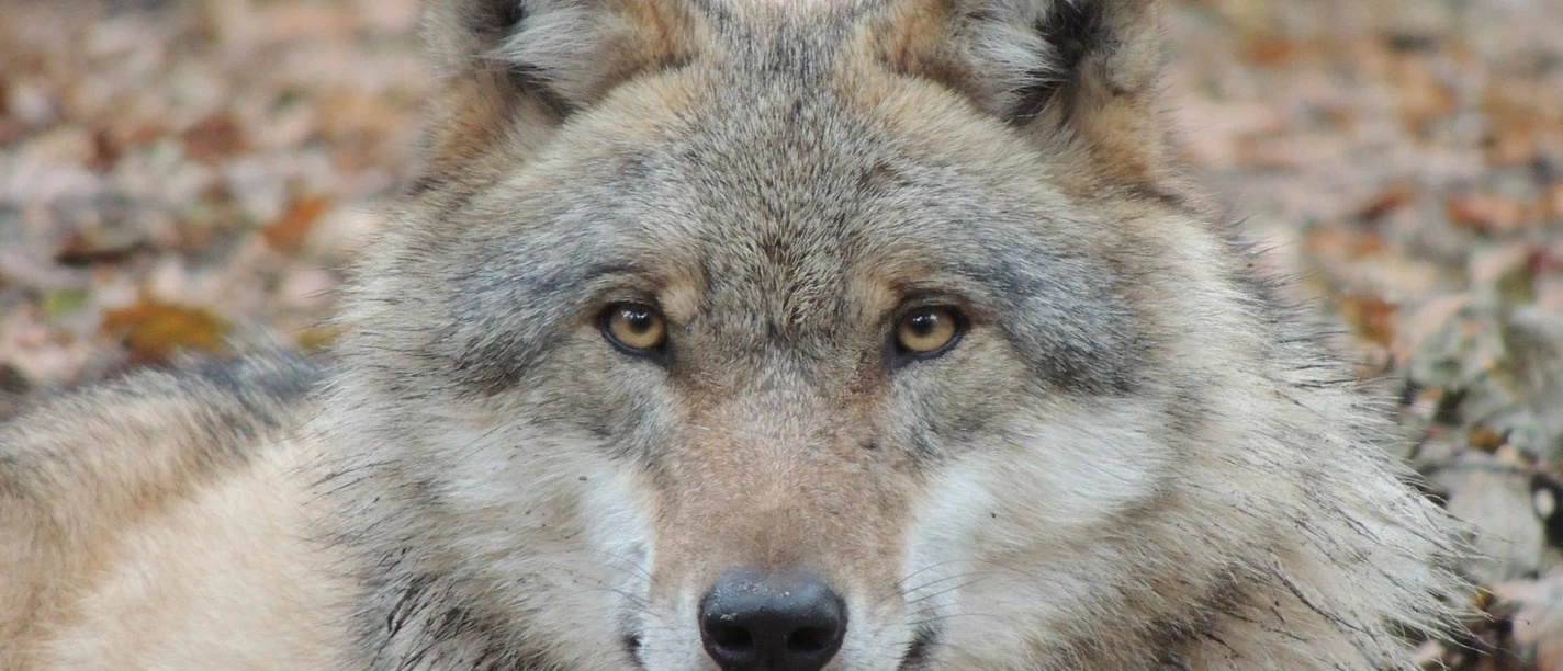 Wolf Wolf