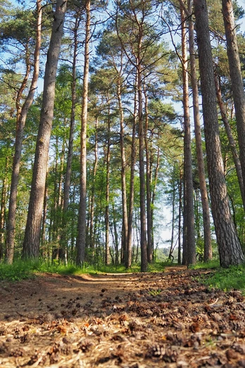 Naturschutzgebiet Moosheide Hövelhof Hohe Kiefern säumen einen naturbelassenen Weg im Naturschutzgebiet Moosheide in Hövelhof.