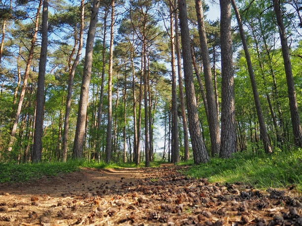 Naturschutzgebiet Moosheide Hövelhof Hohe Kiefern säumen einen naturbelassenen Weg im Naturschutzgebiet Moosheide in Hövelhof.