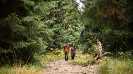 Wandern durch die Fichtenklumpse