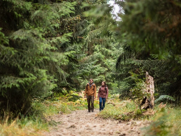 Wandern durch die Fichtenklumpse