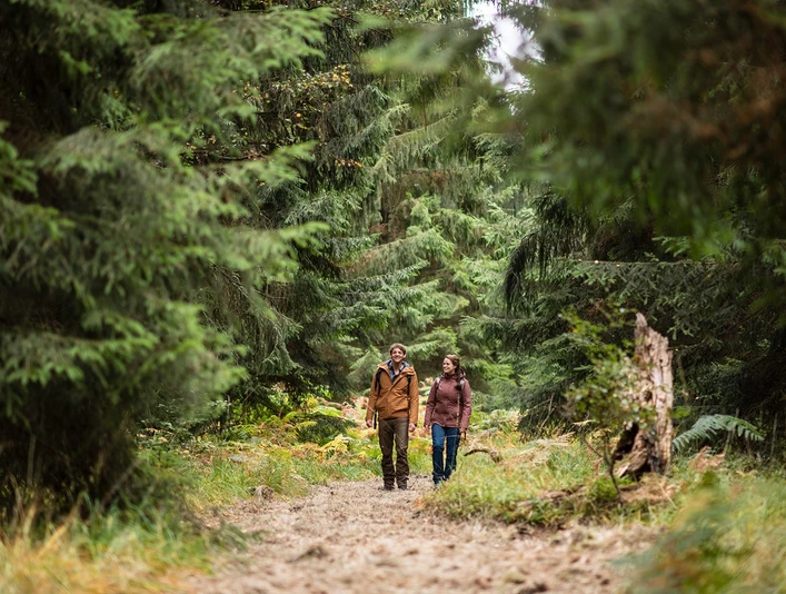 Wandern durch die Fichtenklumpse