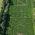 Maislabyrinth 2024.jpg