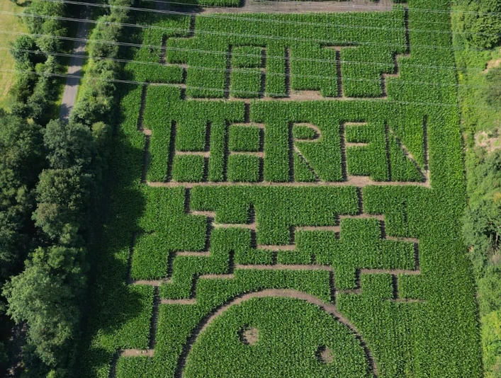 Maislabyrinth 2024.jpg