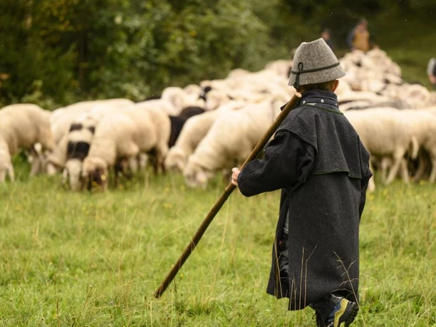 Almabtrieb der Schafe