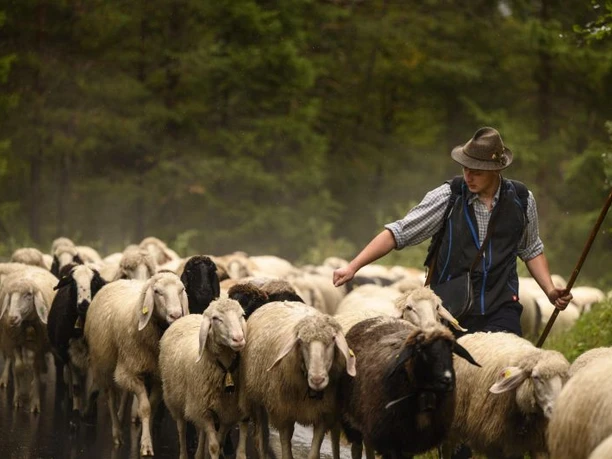 Almabtrieb der Schafe