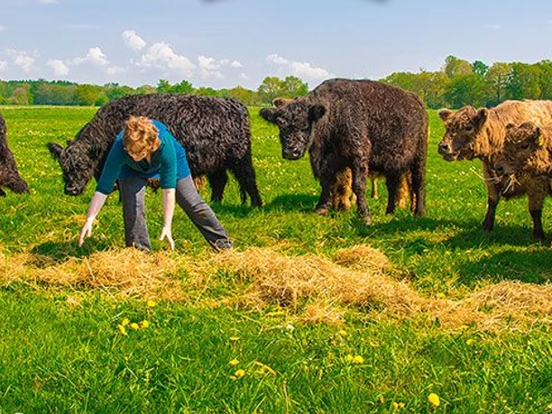 Taurus Weidefleisch ©Emsland Tourismus GmbH Person füttert eine Herde Rinder auf einer grünen Wiese unter blauem Himmel im Emsland.