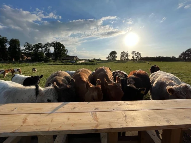 Taurus Weidefleisch ©Emsland Tourismus GmbH Rinderherde auf grüner Weide bei tief stehender Sonne hinter einem hölzernen Futtertisch.