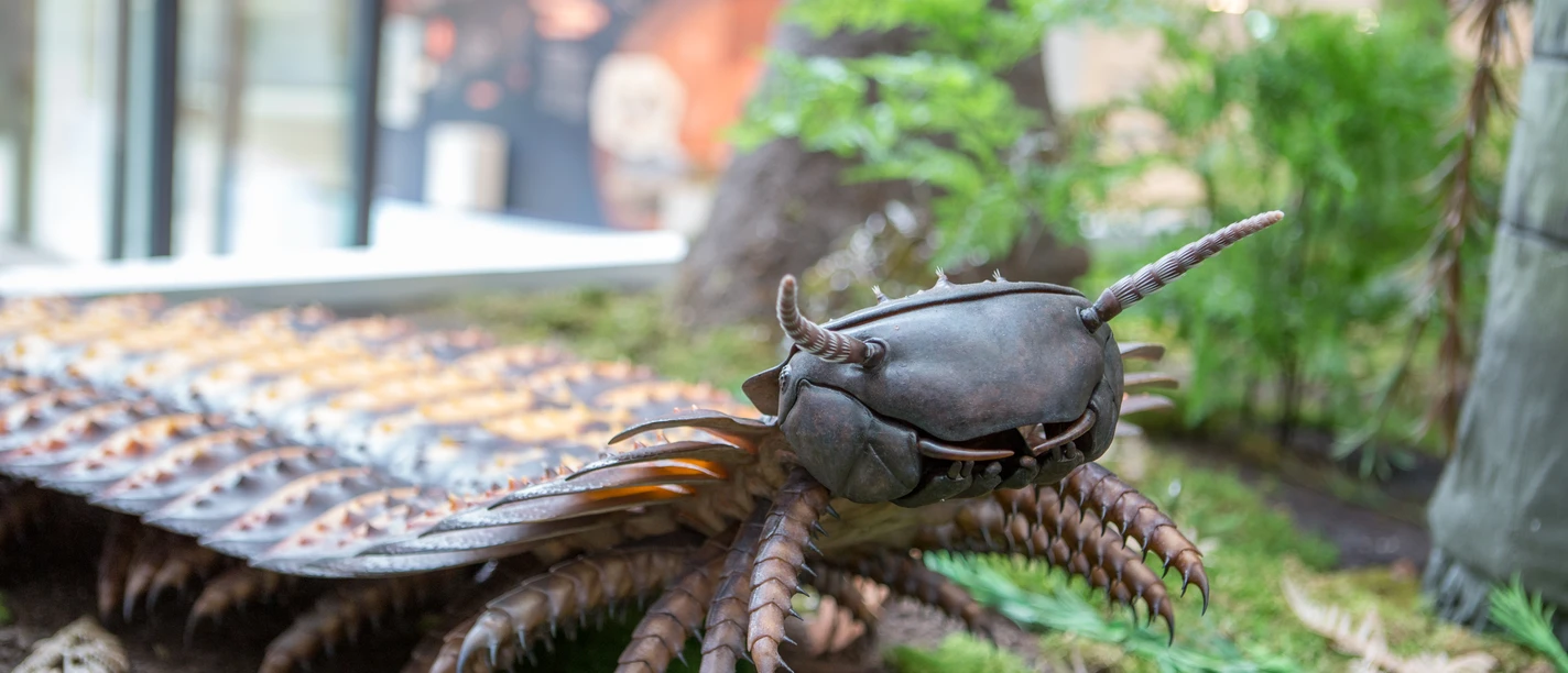 Museum am Schölerberg Sculptuur van een prehistorisch dier met twee antennes en een gesegmenteerd lichaam in het Museum am Schölerberg.