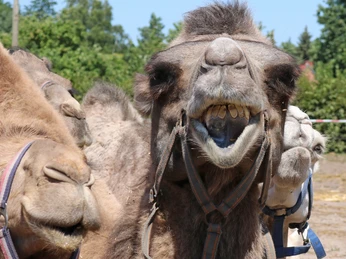 Ein Kamel zeigt Zähne auf der Kamelfarm Marquard Ein Kamel zeigt Zähne auf der Kamelfarm Marquard