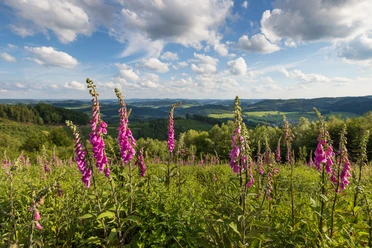 Markshöhe bei Wenholthausen Fingerhutblüte bei Wenholthausen