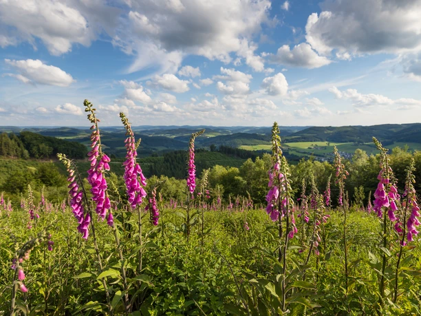 Markshöhe bei Wenholthausen Fingerhutblüte bei Wenholthausen
