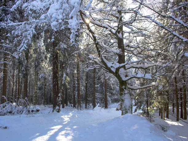 Verschneiter Waldweg bei Neuenrade mit schneebedeckten Bäumen und Sonnenlicht durch Äste