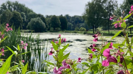 Paddelteich | Borchen-Etteln Paddelteich | Borchen-Etteln