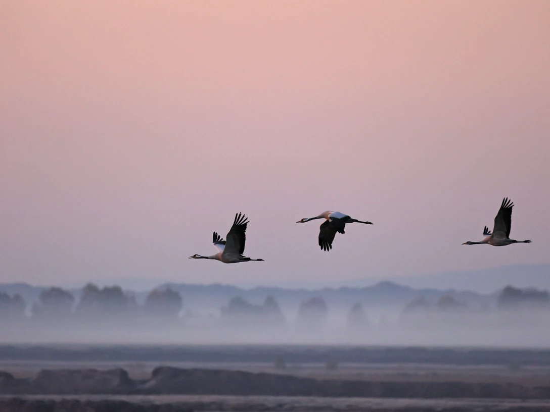 Kranich Nicole Holtmann Ausflug am Morgen von den Schlafplätzen im Moor 2021 10 24_0081.jpg
