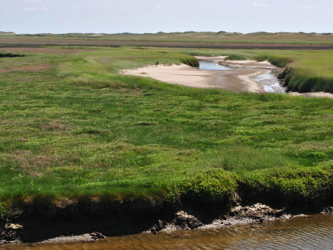 Salzwiese, Nordsee, Pixabay.jpg