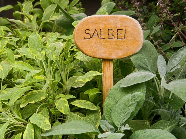 erlebnis-garten-hilterfingen-pflanzen-salbei.jpg