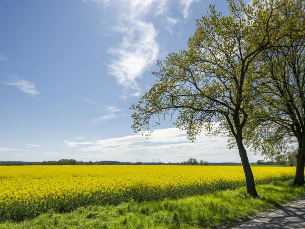 Rapsblüte bei Reinstorf im Frühling Rapeseed blossom near Reinstorf in spring