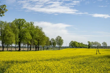 Koolzaadbloesem op een oude berkenlaan bij Dahlenburg Koolzaadbloesem op een oude berkenlaan bij Dahlenburg