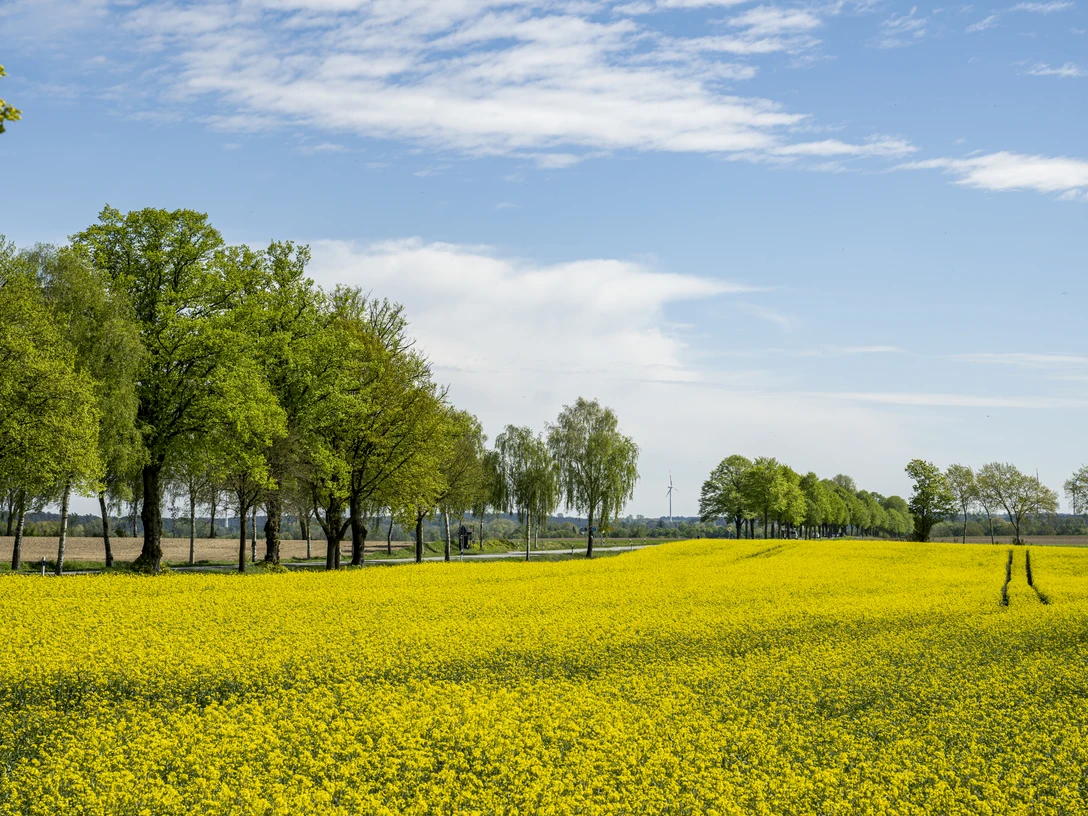 Rapsblüte an alter Birkenallee bei Dahlenburg Rapsblüte an alter Birkenallee bei DahlenburgRape blossom on an old birch avenue near DahlenburgFloraison de colza sur une vieille allée de bouleaux près de DahlenburgKoolzaadbloesem op een oude berkenlaan bij DahlenburgRapsblomst på en gammel birkeallé nær Dahlenburg