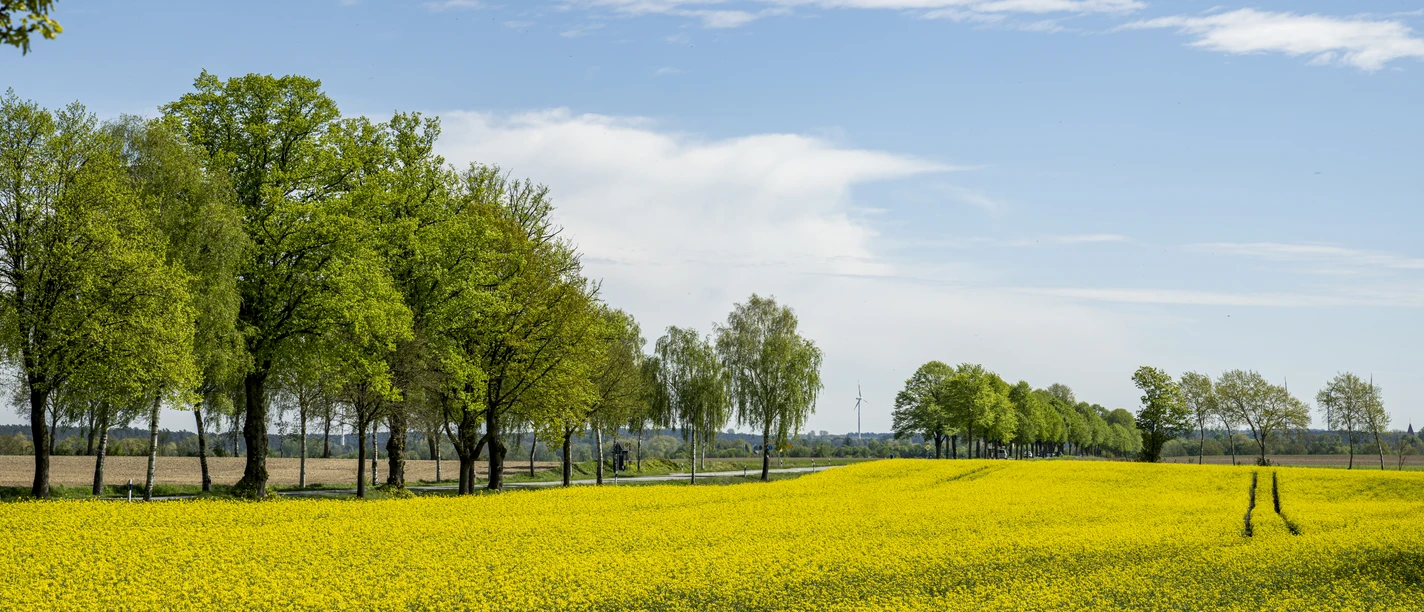 Rapsblüte an alter Birkenallee bei Dahlenburg Rapsblüte an alter Birkenallee bei Dahlenburg