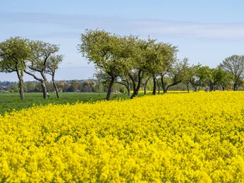 Rapeseed blossom with old fruit tree avenue Rapsblüte mit alter ObstbaumalleeRape blossom with old fruit tree avenueRapsblomst med gammel frugttræalléKoolzaadbloesem met oude fruitbomenlaan
