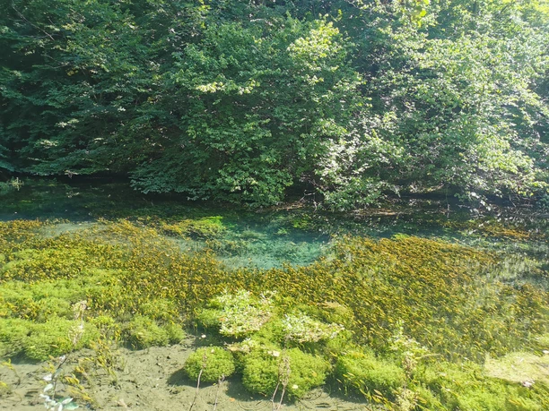 Die Almequellen bei Brilon Alme - Sauerland-Waldroute