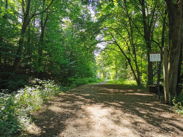 Sauerland-Waldroute an den Almequellen