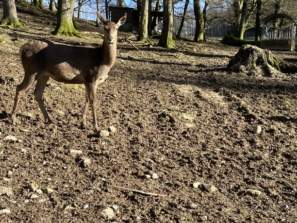 Rotwild im Bilsteintal