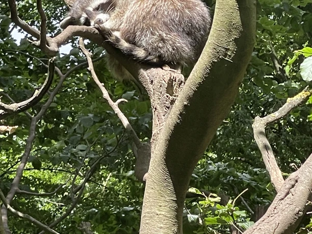 Waschbär Wildpark Bilsteintal Warstein