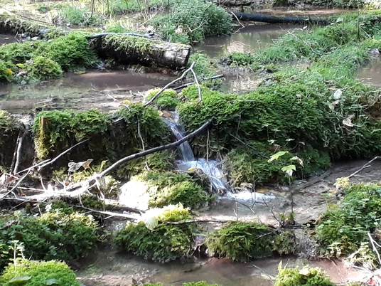 Bad Wünnenberg Kalktuffquellen im Leiberger Wald