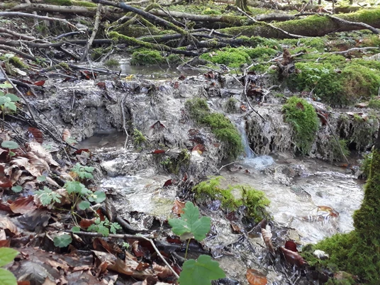 Bad Wünnenberg Kalktuffquellen im Leiberger Wald
