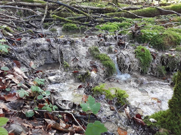 Bad Wünnenberg Kalktuffquellen im Leiberger Wald